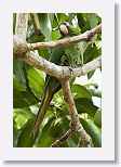 Cuban Parakeet