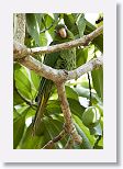 Cuban Parakeet