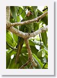 Cuban Parakeet