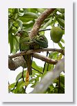Cuban Parakeet