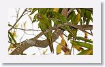 Cuban Parakeet