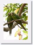 Cuban Parakeet