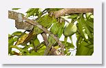 Cuban Parakeet