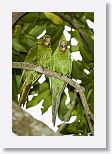 Cuban Parakeet