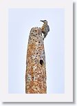 West Indian Woodpecker