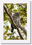 Cuban Pygmy Owl