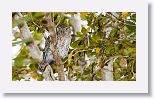 Cuban Pygmy Owl