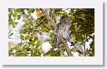 Cuban Pygmy Owl