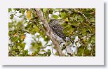 Cuban Pygmy Owl
