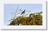White-crowned Pigeon