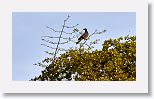 White-crowned Pigeon