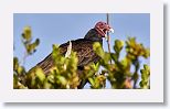 Turkey Vultur