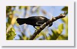 Red-shouldered Blackbird