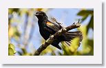 Red-shouldered Blackbird