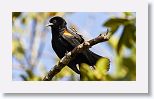 Red-shouldered Blackbird