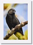 Red-shouldered Blackbird