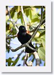 Red-shouldered Blackbird