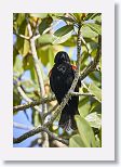 Red-shouldered Blackbird