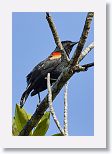 Red-shouldered Blackbird