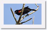 Red-shouldered Blackbird