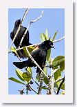 Red-shouldered Blackbird