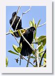 Red-shouldered Blackbird