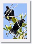 Red-shouldered Blackbird