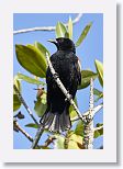 Red-shouldered Blackbird