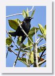 Red-shouldered Blackbird