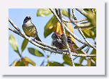 Zapata Sparrow