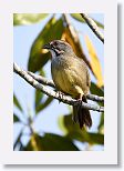 Zapata Sparrow