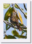 Zapata Sparrow
