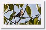 Zapata Wren