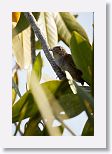 Zapata Wren