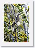 Zapata Wren