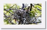 Loggerhead Kingbird