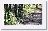 Gray-headed Quail-dove