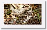 Cuban Nightjar
