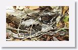 Cuban Nightjar
