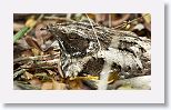 Cuban Nightjar
