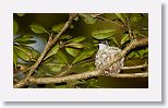 Bee Hummingbird