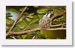 Bee Hummingbird