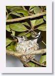 Bee Hummingbird