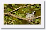 Bee Hummingbird
