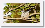 Bee Hummingbird