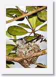 Bee Hummingbird