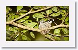 Bee Hummingbird