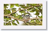 Bee Hummingbird