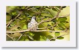 Bee Hummingbird