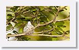 Bee Hummingbird